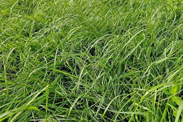 Grünland mit GREENSTAR Nachsaat-Mischung