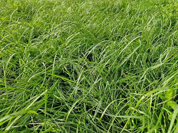 Grünlandbestand mit GREENSTAR Grünlandbestand mit GREENSTAR