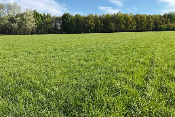 Grünland Grünland