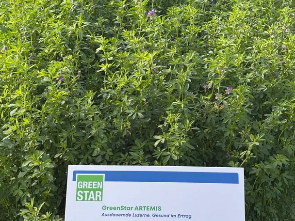 GreenStar ARTEMIS - Parzelle auf der Versuchsfläche der DLG-Feldtage 2026 GreenStar ARTEMIS - Parzelle auf der Versuchsfläche der DLG-Feldtage 2026