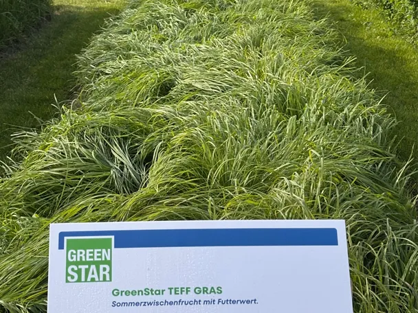 GreenStar TEFF GRAS - Parzelle auf der Versuchsfläche der DLG-Feldtage 2026