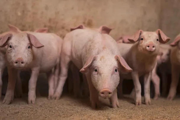 Ferkel im Aufzuchtstall Ferkel im Aufzuchtstall
