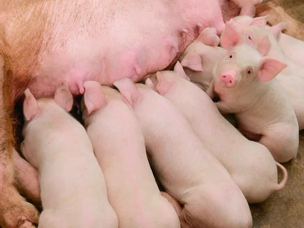 Ferkel bei einer Sau Ferkel bei einer Sau