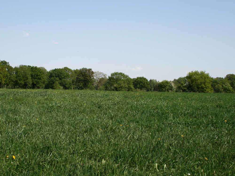 Grasbestand