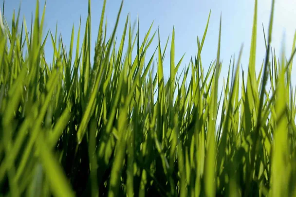 Gras