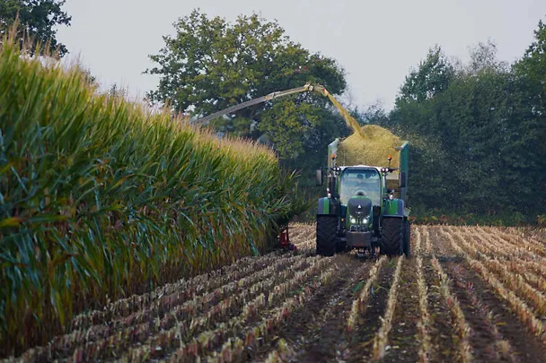 Ernte von Maissilage Ernte von Maissilage