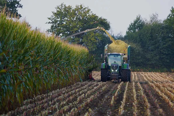 Ernte von Maissilage