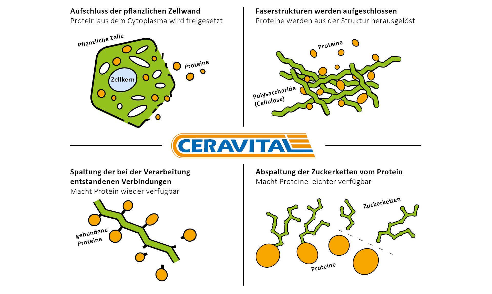 Wirkung von CERAVITAL XP Wirkung von CERAVITAL XP