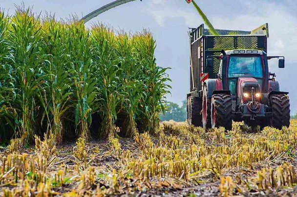 Maissilage
