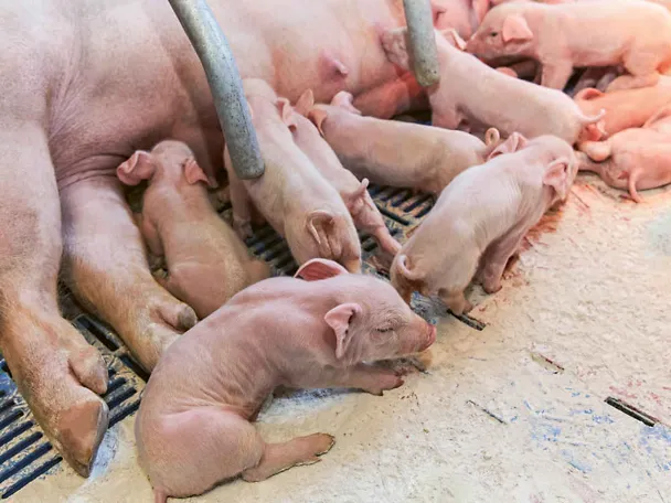 Ferkel und Sau Ferkel und Sau