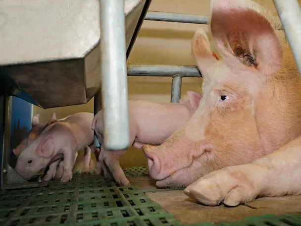 Saugferkel