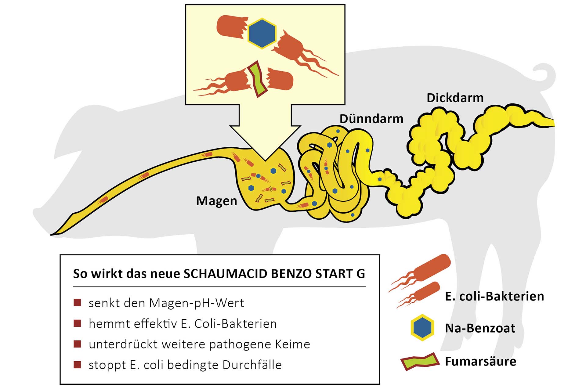 SCHAUMACID BENZO START G