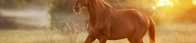Pferd läuft auf der Weide