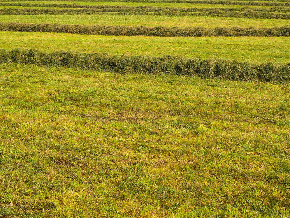 Grassilage wird knapp - Rationen richtig gestalten