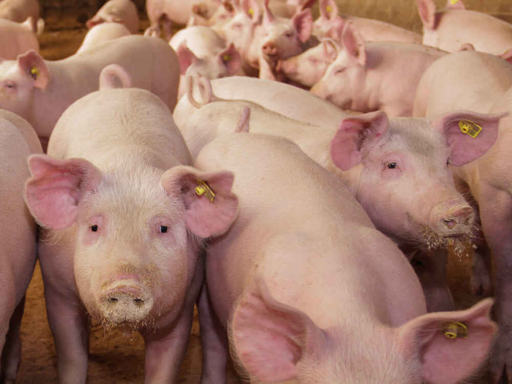 NATUPIG steigert das Leistungspotential in der Schweinemast