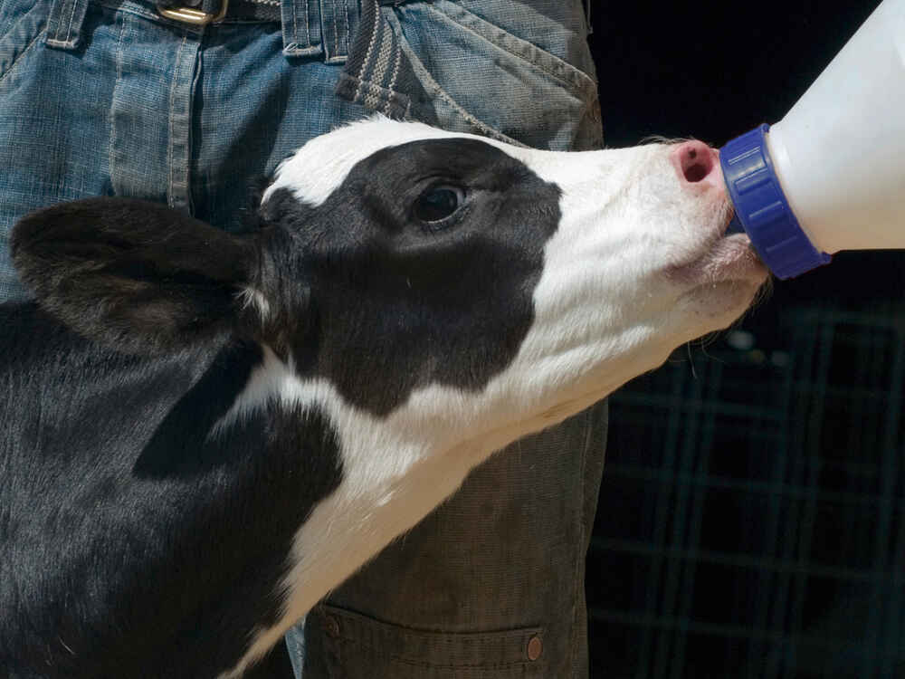 Kolostrum sichert den erfolgreichen Start ins Leben