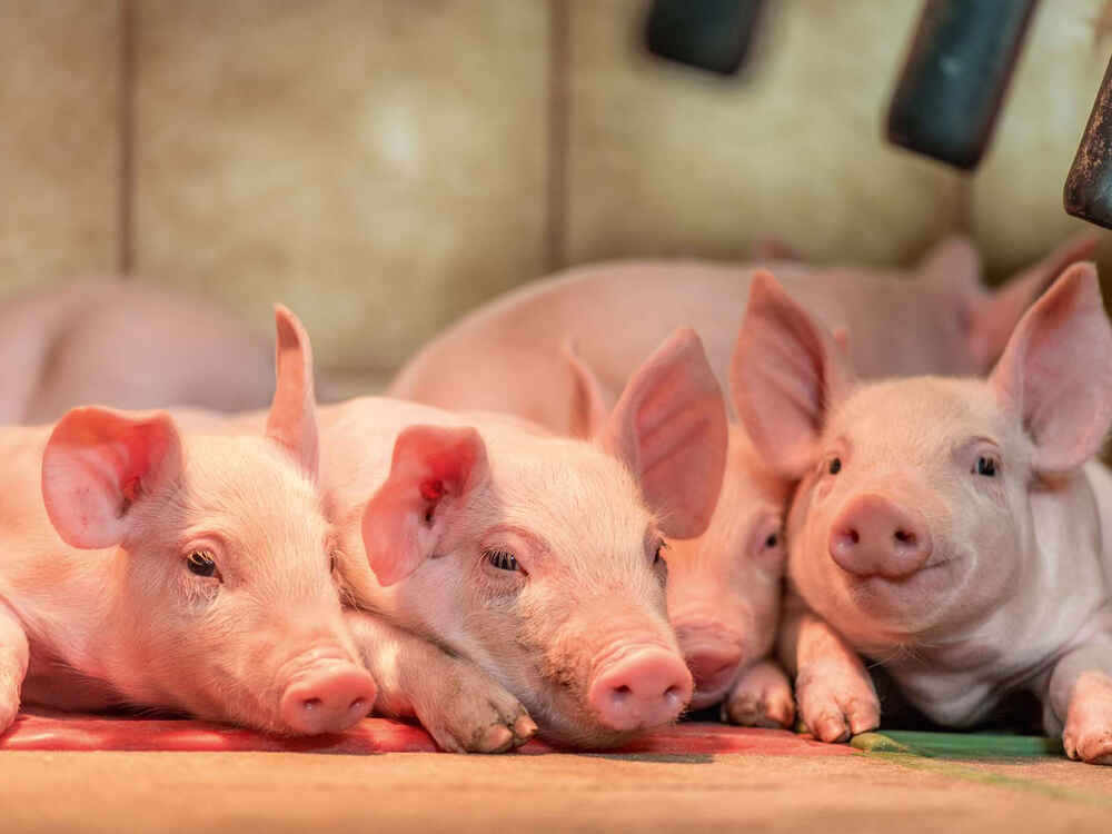 SCHAUMASAN FORTE CT verhindert Leistungseinbußen durch Mykotoxine in der Schweinefütterung