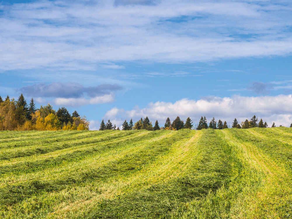 Hochwertige Herbstsilagen sicher silieren