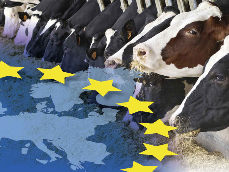 EU-Produkte für Milchkühe