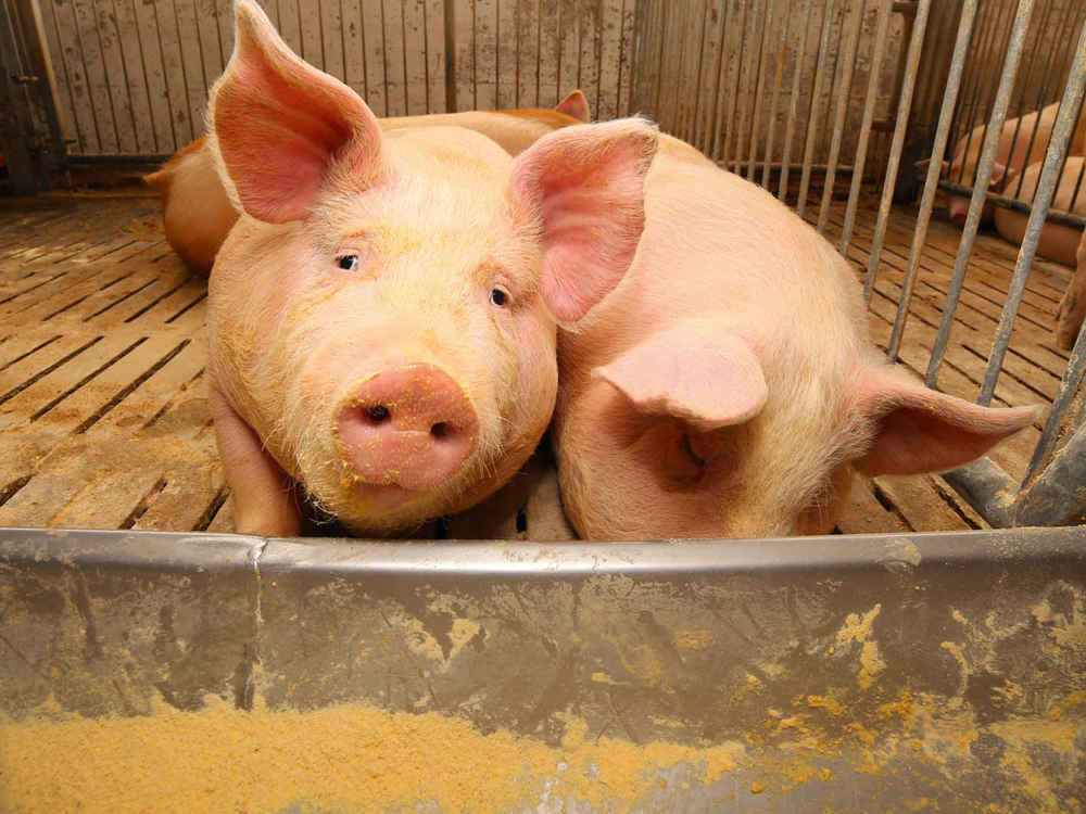 Schweinemast: die Futterkosten im Griff behalten