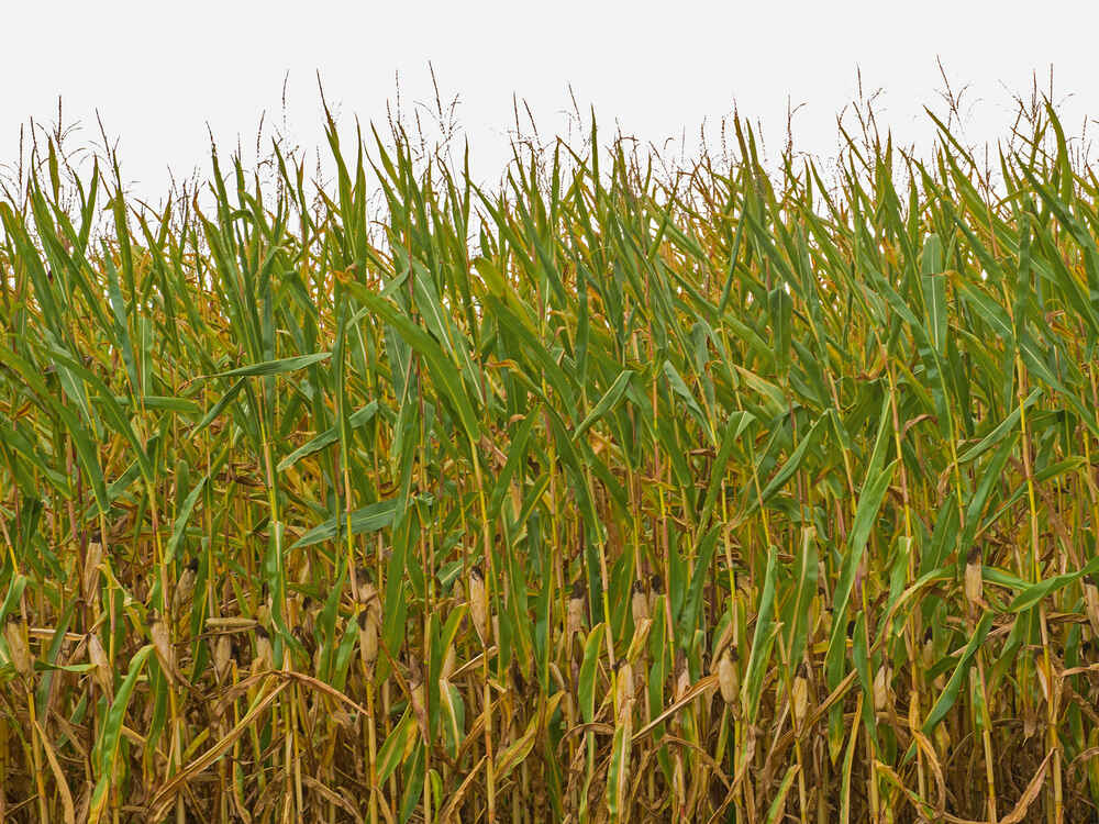 Trockengeschädigten Mais mit BONSILAGE SPEED M behandeln