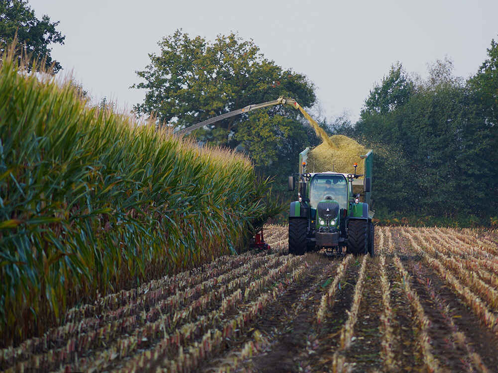 BONSILAGE - keine Chance für Hefen in der Maissilage