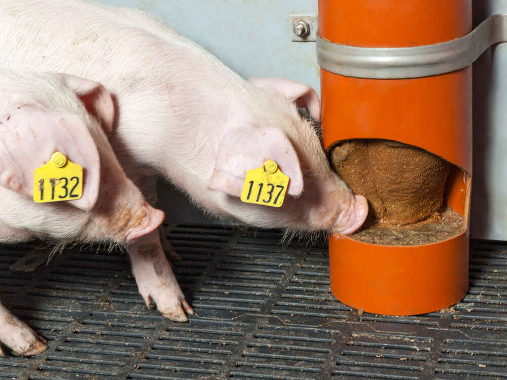 SCHAUMANN-SIXPIG - Das innovative Beschäftigungsmaterial für Schweine