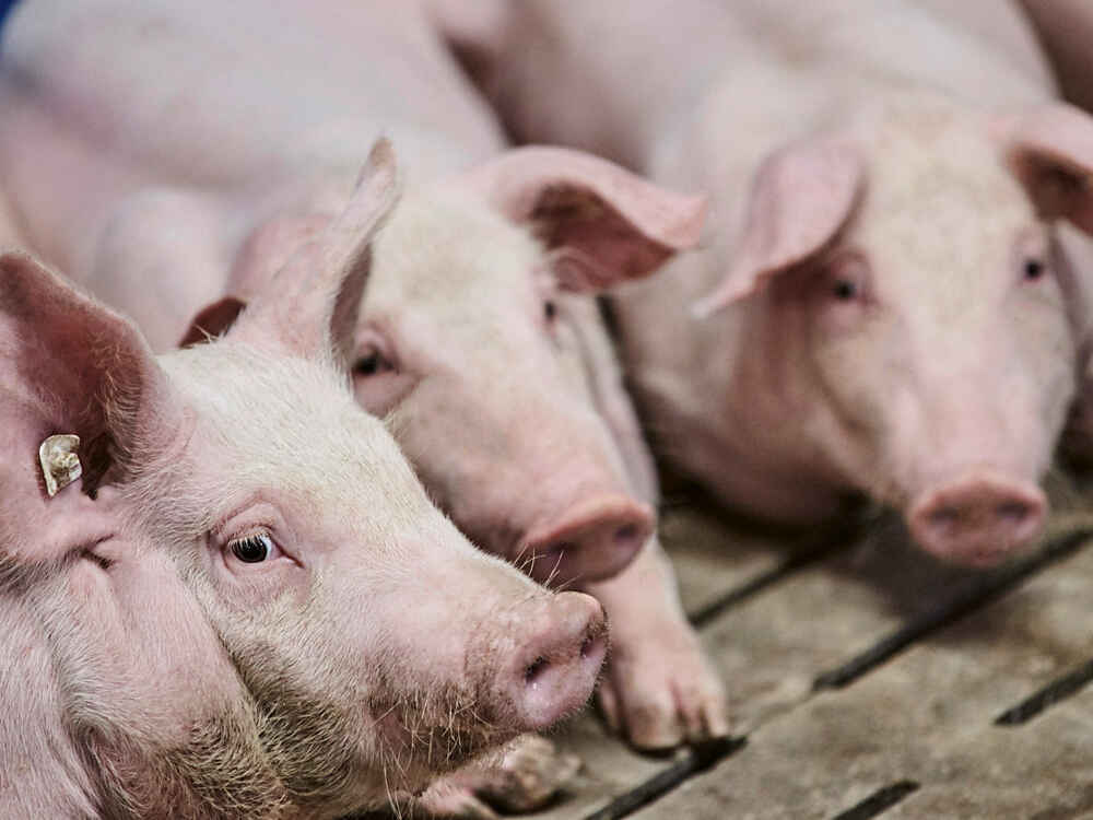 Salmonellen in der Schweinehaltung reduzieren