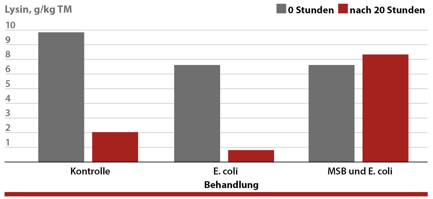 Lysin-Gehalt 0 und 20 Stunden nach Ansetzen der zu fermentierenden Futtermischung