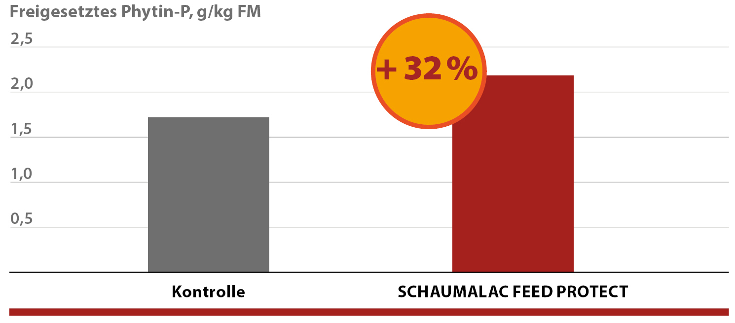 Freigesetztes Phytin-P nach einer ungelenkten (Kontrolle) und einer gelenkten Fermentation 