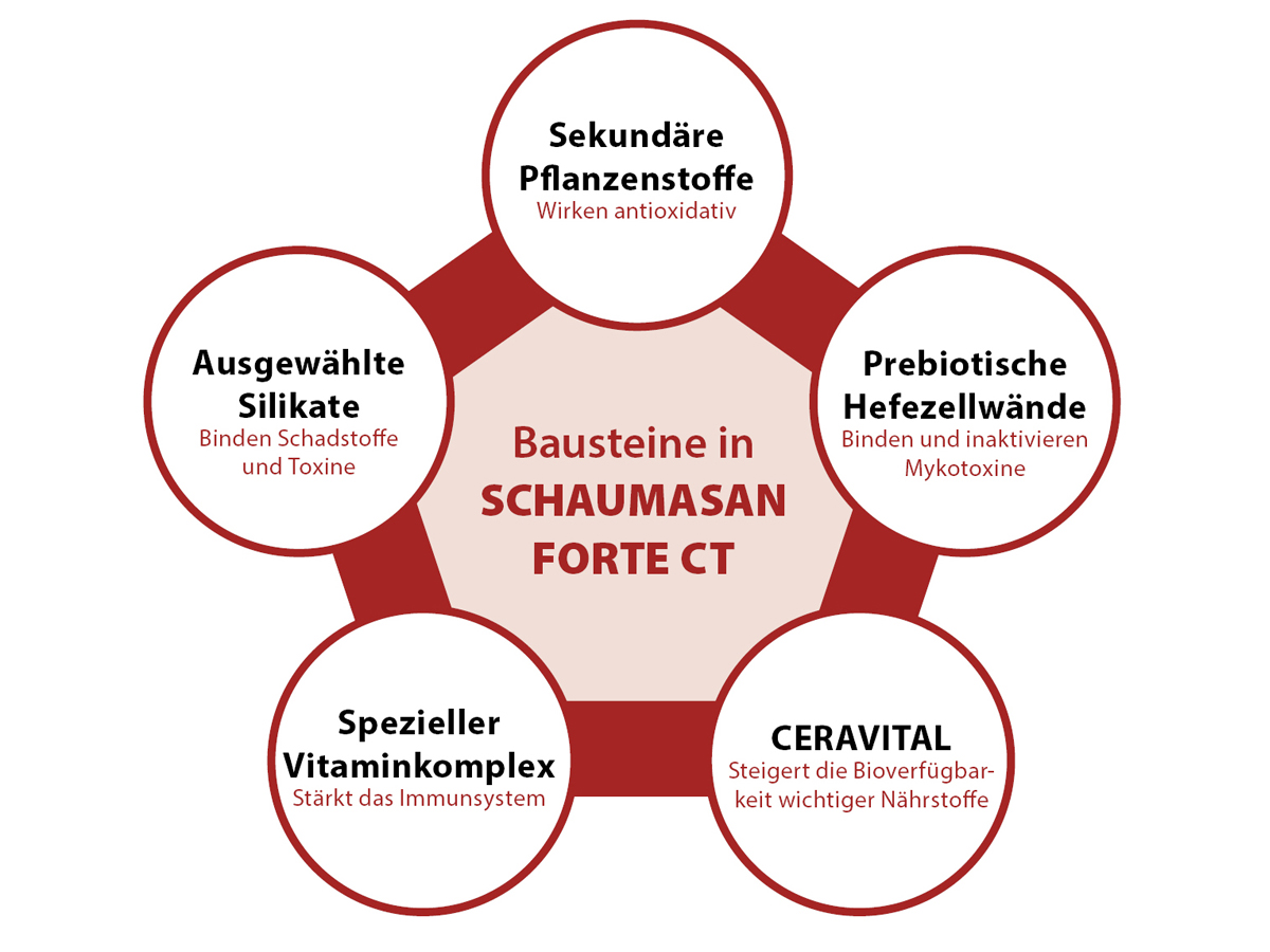 SCHAUMASAN FORTE CT