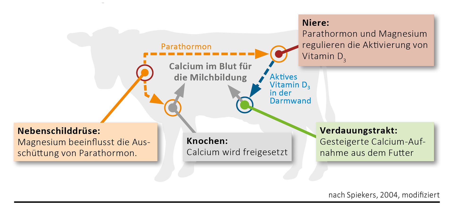 Die Rolle von Magnesium im Calcium-Stoffwechsel